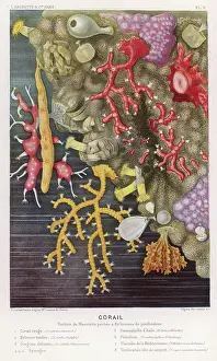 Fredol: Coral - Fredol - Various