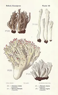 Bessin: Coral fungus varieties