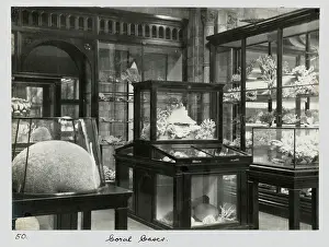 Anthozoa: Coral Gallery c.1895