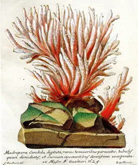Candida: Coral - Madrepora Candida