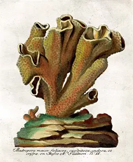 Madrepora: Coral - Madrepora Major