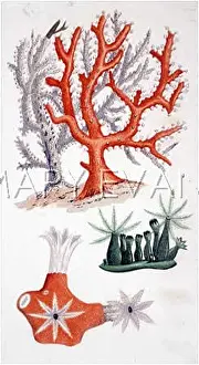 Alcyonaria: CORAL/POLYPS/1870