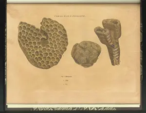 Theories: Coral Rag fossils