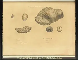 Theories: Coral Rag fossils