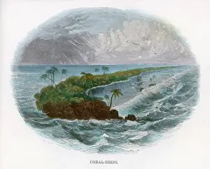 Levels: CORAL REEF