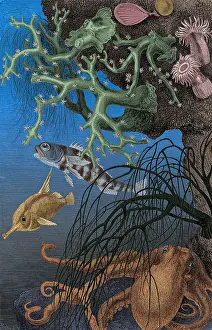 Average: Coral Reef and Cuttlefish, 19th century