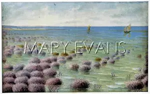Madrepora: CORAL REEF OFF AUSTRALIA