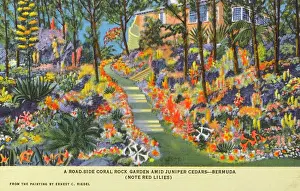 Juniper: Coral Rock Garden - Bermuda