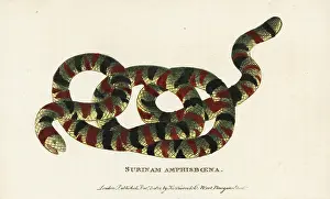 Sybilla: Coral snake, Micrurus surinamensis