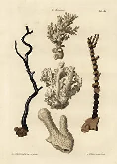 Nigrum: Coral species