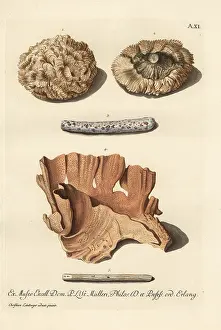 Lobe: Coral species