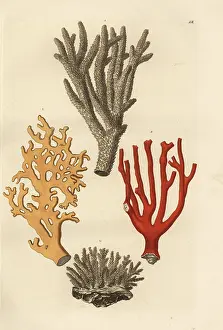 Auserlesenes: Coral species