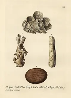 Clump: Coral species