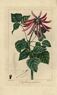 Bessa: Coral tree, Erythrina americana, native to