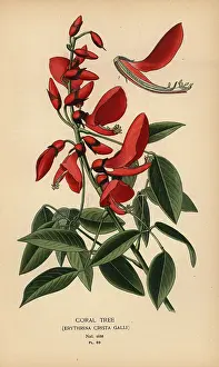 Erythrina: Coral tree, Erythrina crista-galli