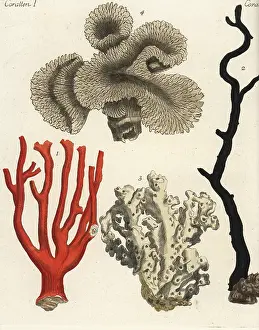 Staghorn: Coral varieties