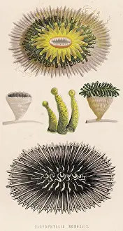 Borealis: CORAL/VARIOUS/1870