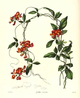 Coccinea: Coral vine, Kennedia coccinea