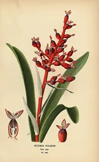 Fulgens: Coralberry, Aechmea fulgens