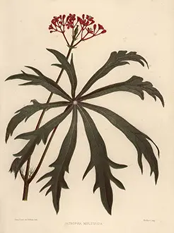 Ninian: Coralbush, Jatropha multifida