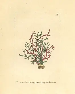 Coralline: Coralline algae, Corallina officinalis
