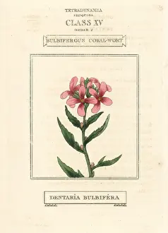 Duppa: Coralroot, Cardamine bulbifera