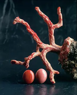 Branched: Corals