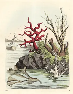 Rubrum: Corals and seaweeds