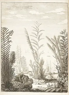 Essai: Corals, with ships/boats in background