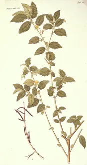 Fibre: Corchorus hirtus, jute