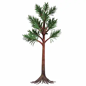 Slender: Cordaites plant on white background