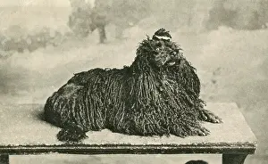 Startled: CORDED POODLE (POSTCARD)
