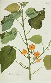 Nicolaus: Cordia laevis