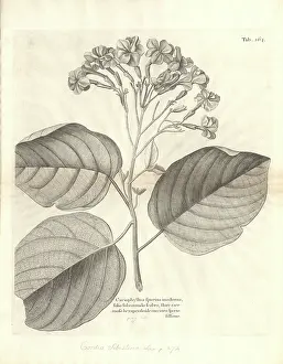 Sloane: Cordia sebestena, geiger tree