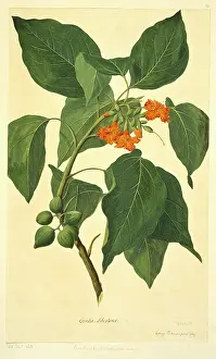 Endeavour: Cordia subcordata, kou tree