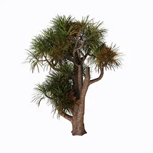 Cabbage: Cordyline australis, known as the cabbage palm, on white ?