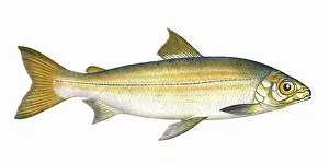 Lochs: Coregonus clupeoides, or Powan
