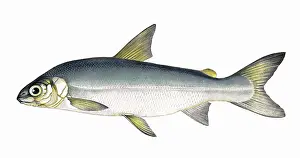 Salmonidae: Coregonus pennantii, or Gwyniad