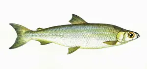 Salmonidae: Coregonus pollan, or Pollan