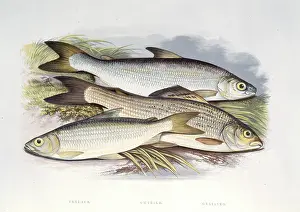 Grayling: Coregonus vandesius, C. clupeoides, Thymallus vulgaris