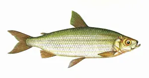 Salmonidae: Coregonus vandesius, or Vendace