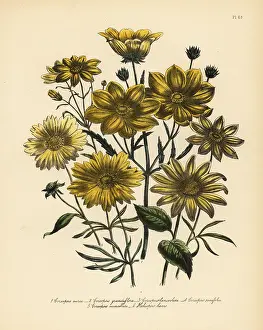 Humphreys: Coreopsis species