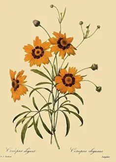 Redoute: Coreopsis tinctoria