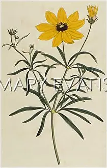 Coreopsis: COREOPSIS VERTICILLATA