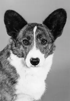 Corgis: Corgi - Ch Antoc Cinnabar