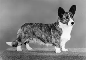 Cinnabar: Corgi - Ch Antoc Cinnabar