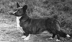 Corgi: Corgi - Ch Kentwood Cymro