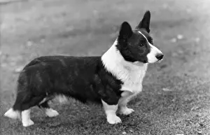 Corgi: Corgi - Ch Kentwood Cymro