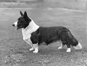 Corgi: Corgi - Ch Kentwood Cymro