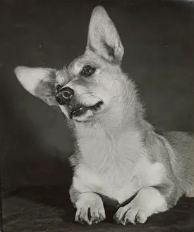 Corgis: Corgi dog